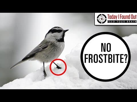 Why Don't Birds' Legs Freeze thumbnail
