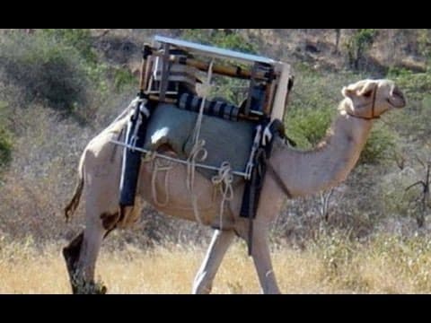 Modern MacGyver: The Camel Fridge thumbnail