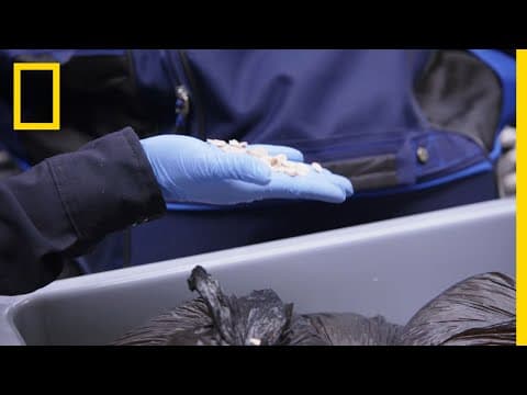 Inspecting Agricultural Products | To Catch a Smuggler thumbnail