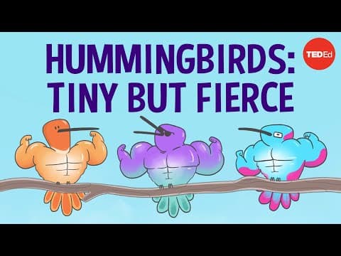 The surprising secrets of hummingbird flight - Kristiina J. Hurme and Alejandro Rico-Guevara thumbnail