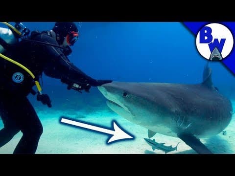 Hitching a Ride on a SHARK!? thumbnail