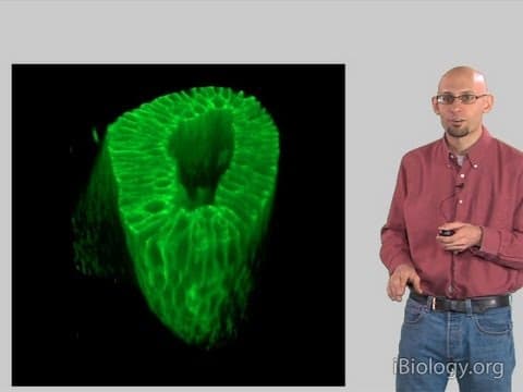 How to Create 3D Images with Confocal Microscopy thumbnail