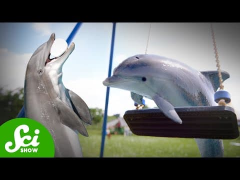 Adorable Dolphin Kiddos Play Like Us thumbnail