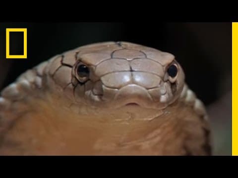 Deadly Dinners: Fresh Cobra | National Geographic thumbnail