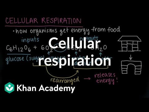 Cellular respiration | Food and energy in organisms | Middle school biology | Khan Academy thumbnail
