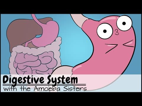 Digestive System thumbnail