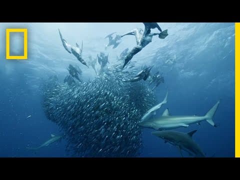 Sardine Feeding Frenzy | 50 Shades of Sharks thumbnail