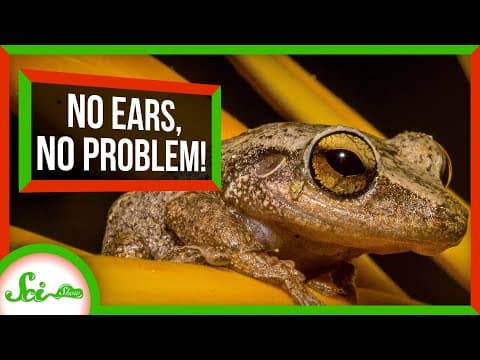 No Ears, No Problem: Frogs Can Hear With Their Lungs thumbnail