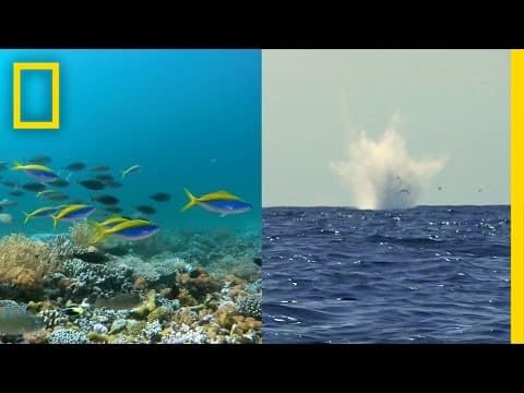 Fishing With Dynamite Is Harmful—Why Does It Persist? | National Geographic thumbnail