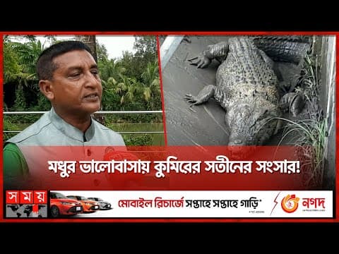 হিংস্র প্রাণির সাথে বন্ধুত্ব, ডাকে সাড়া দেয় বনের কুমির | Mongla News | Crocodile | Somoy TV thumbnail