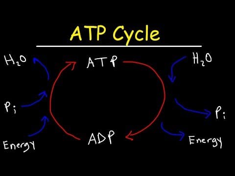 ATP Cycle thumbnail