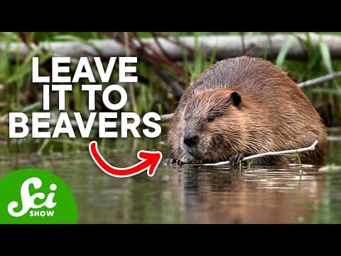 What Are the Amazing Facts About Beavers? thumbnail