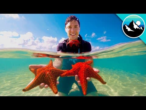 What Are Red Cushion Sea Stars and Where to Find Them? thumbnail
