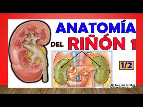 ¿Cuál es la anatomía del riñón y sus características? thumbnail
