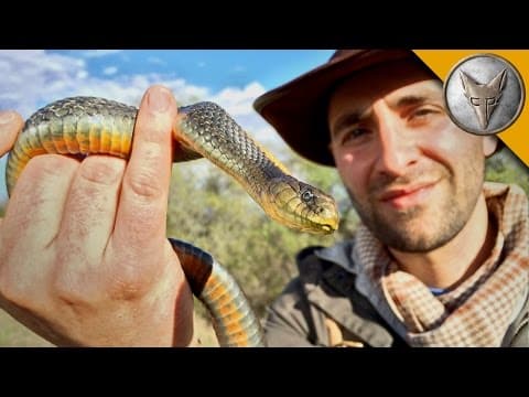 What Snakes Live in the California Grasslands? thumbnail