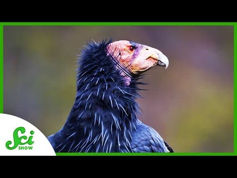 Condor Females Don’t Need a Male to Hatch Chicks thumbnail