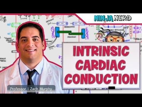 Cardiovascular | Electrophysiology | Intrinsic Cardiac Conduction System thumbnail