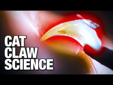 The Real Reason Cat Claws Are So Sharp thumbnail