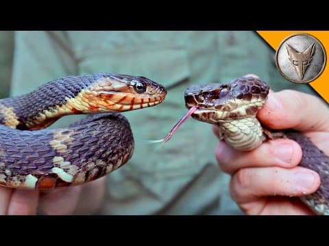 How to Distinguish Between Cottonmouths and Water Snakes thumbnail