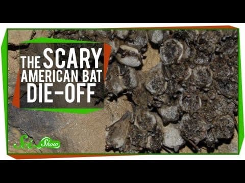 The Scary American Bat Die-Off thumbnail