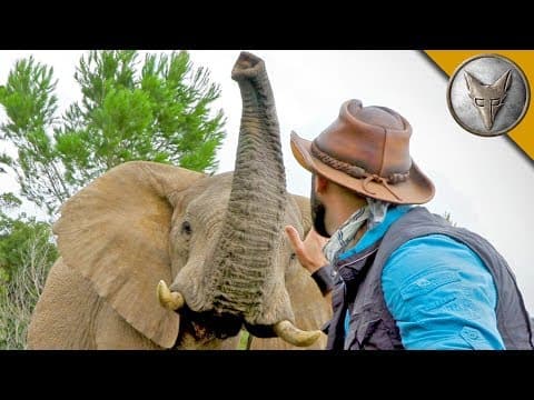 How to Track African Elephants in the Wild thumbnail
