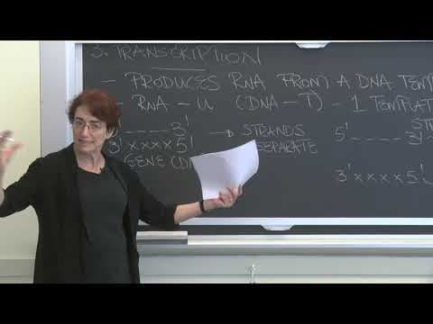Lecture 3.3: Information Transfer in Biology  — Transcription thumbnail
