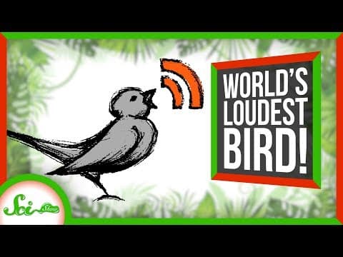 Loudest Bird in the World Screams at its Mate | SciShow News thumbnail