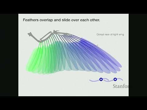 Stanford Seminar - Designing bioinspired aerial robots with feathered morphing wings thumbnail