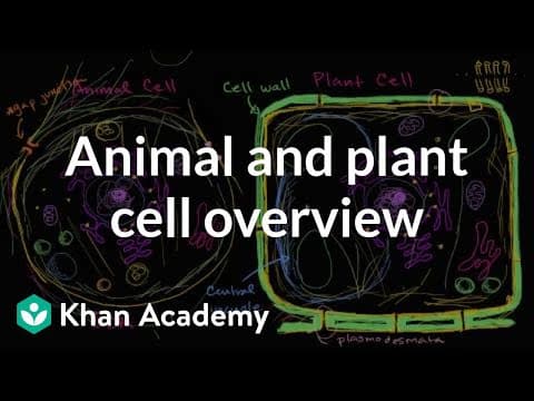 What Are the Key Differences Between Plant and Animal Cells? thumbnail