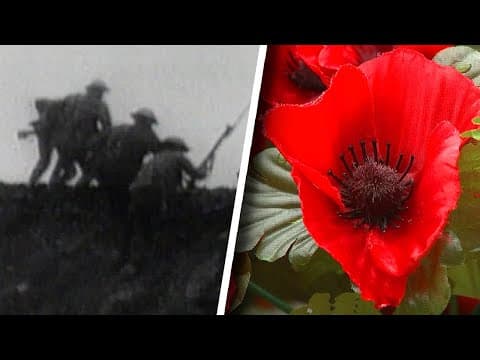 What Is Remembrance Day and Why Is the Poppy its Symbol? thumbnail