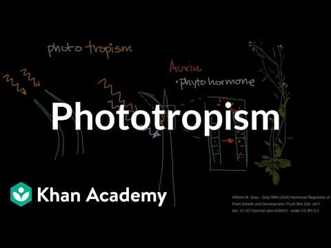 Phototropism  | Plant Biology | Khan Academy thumbnail