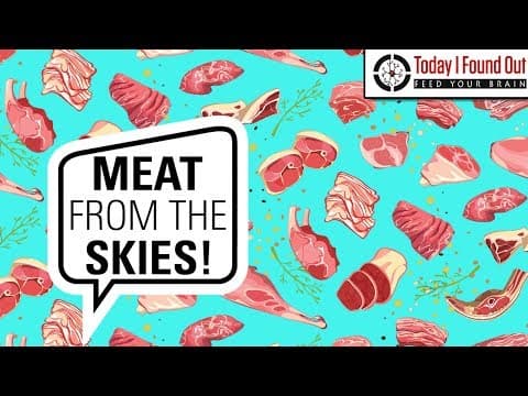 That Time it Rained Meat... thumbnail