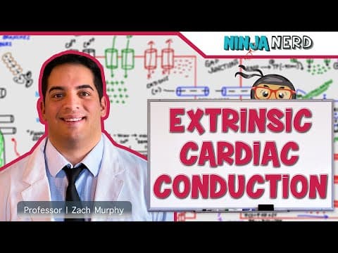 Cardiovascular | Electrophysiology | Extrinsic Cardiac Conduction System thumbnail