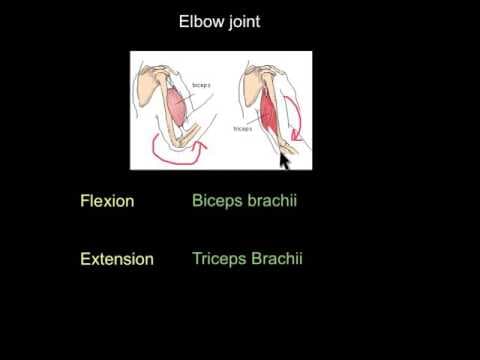 Joint action and muscles thumbnail