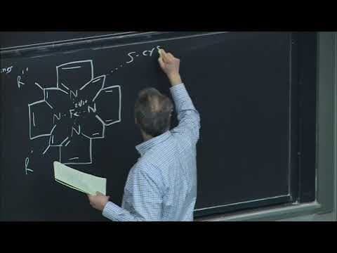25. Oxidative Phosphorylation thumbnail