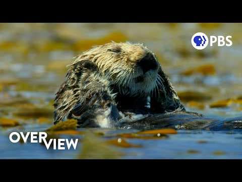 How Otters Are Saving Earth’s Underwater Forests thumbnail