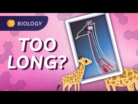 How Do Blue Whales Evolve from Land-Dwelling Ancestors? thumbnail