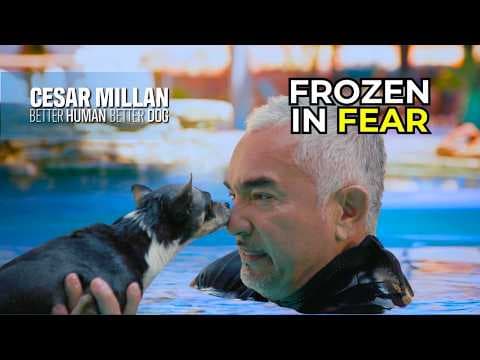 This Dog Is Too Scared to Move or Eat | Better Human Better Dog | S02E3 thumbnail