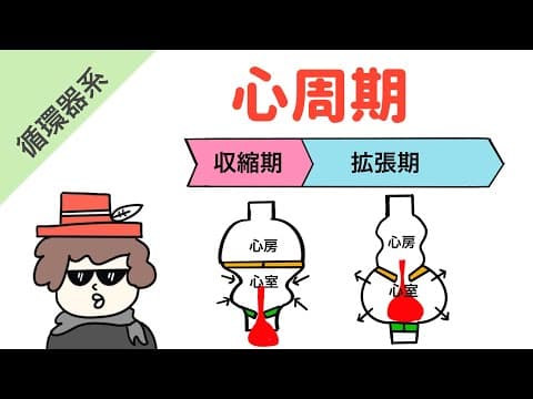心周期の各段階とは？ thumbnail