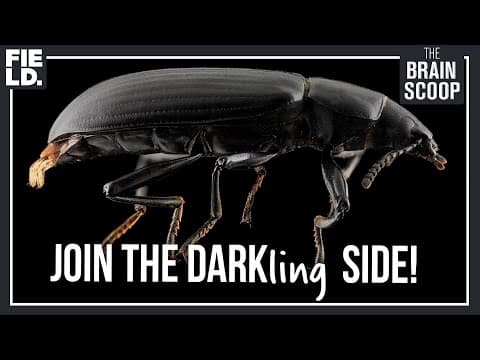 Darkling Beetles: Spray acid, play dead thumbnail