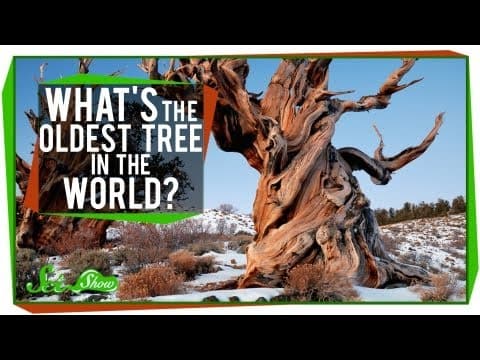 What Is the Oldest Tree in the World? thumbnail