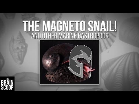 The MAGNETO SNAIL! (and other marine gastropods) thumbnail