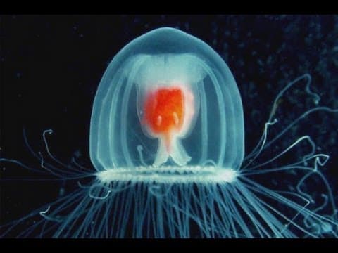 How to Live Forever? Be a Jellyfish thumbnail