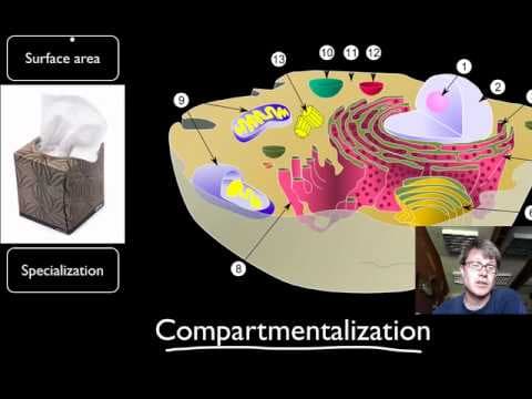 Compartmentalization thumbnail