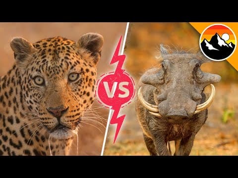 What Happens When a Leopard Hunts a Warthog? thumbnail