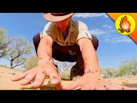 What Happens When You Get Stung by Harvester Ants? thumbnail