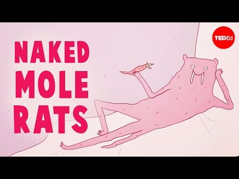 Are naked mole rats the strangest mammals? - Thomas Park thumbnail