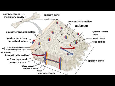 Bones: Structure and Types thumbnail