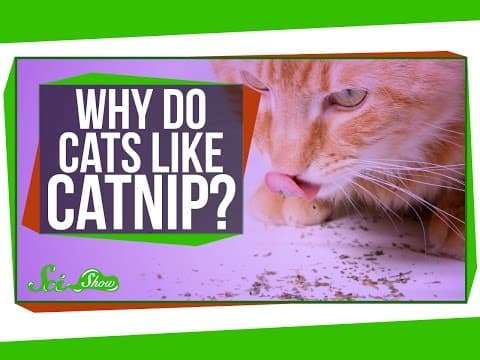 Why Do Cats Like Catnip? thumbnail