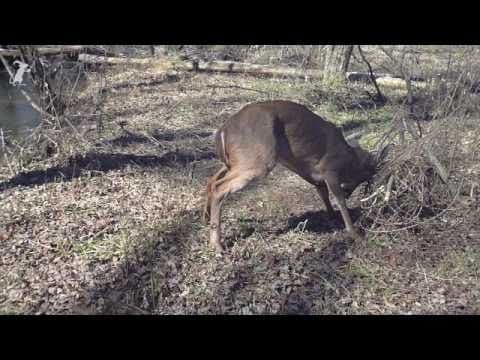 Men wrestle 8 point deer to save its life (buck) thumbnail